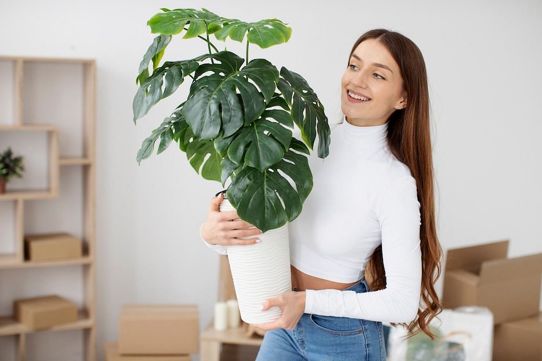 بعض من أفضل النباتات تشمل نباتات العنكبوت و pothos. (الصورة من Freepik)